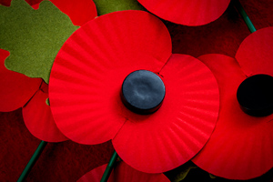 Image of red poppies with black centre
